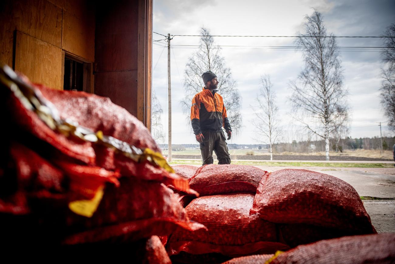 Hos Michael Mattsson i Vestansunda, Jomala ligger stora mängder säckar med lök i väntan på utsättning. Han räknar med bråda dagar i maj, då även spannmål och potatis ska i jorden. 