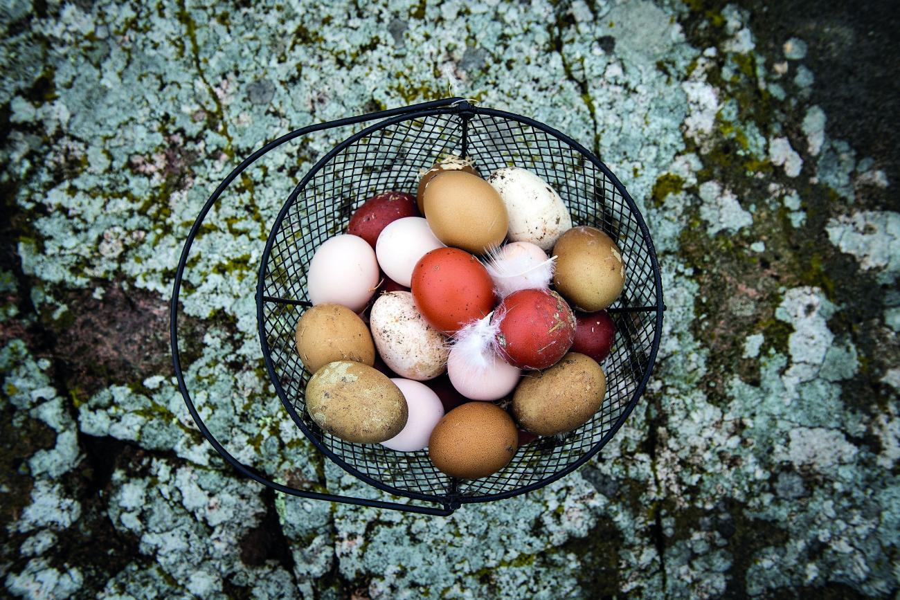 Höns som får fiskmjöl i fodret producerar ägg med högre gifthalter.