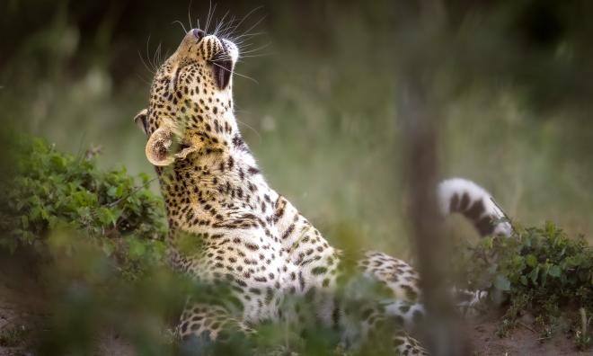 Leoparden hör till de minst tillförlitliga djuren. De kan hugga eller riva då man minst anar det. Det berättade vår guide för mig efter att den passerade min kamera på en knapp meters avstånd och kikade rakt in i objektivet. 