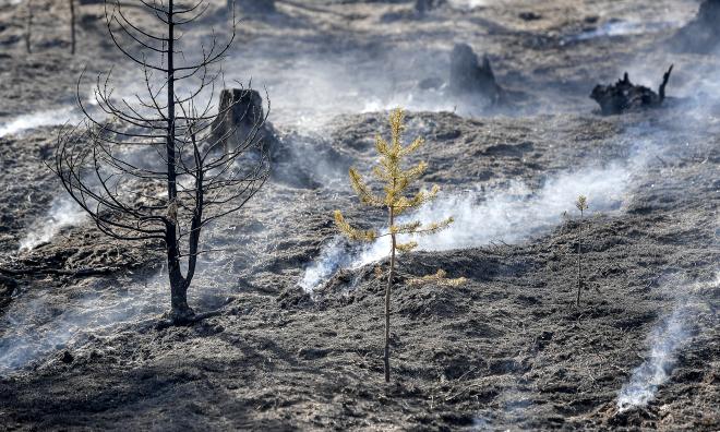 Efter varje ny skogsbrand kommer en period när den nedbrunna skogen står för ett nettoutsläpp av kol, i stället för att lagra kol. Det är dessa perioder som riskerar att bli längre. Arkivbild.