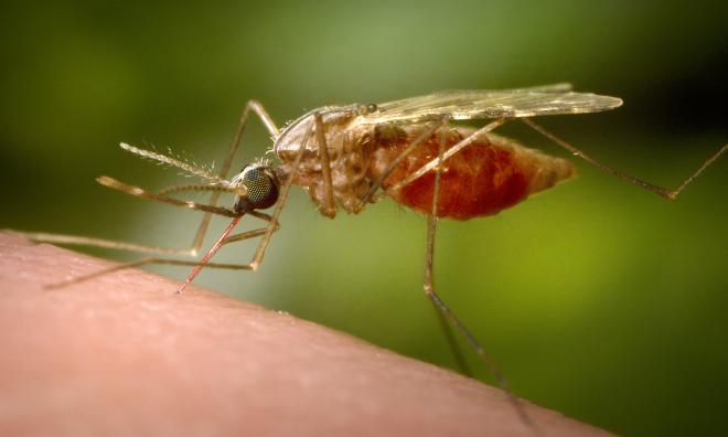 En ny typ av myggnät som använts i 17 afrikanska länder beräknas ha hindrat 13 miljoner malariafall under en treårsperiod.