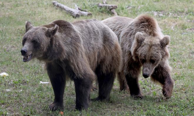 Två helt andra brunbjörnar, i tyska Stuer 2023.