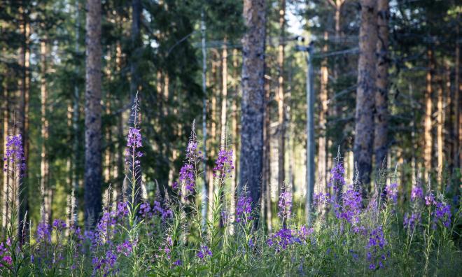 Elva EU-länder uppmanar bland annat Sverige att se till att en ny lag om naturrestaurering röstas igenom. Arkivbild.