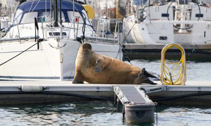Oslo, Norway - July 20, 2022  Female walrus known as "Freya" probably left Svalbard alone in 2019 and stayed in Oslo between July 17. and July 21. 2022. She is approximately 5 years old.