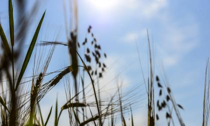 Klimat, vete, vetefält, havre, jordbruk, torka, varmt väder, augusti, sol, sommar, säsong