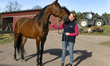 Stjärntravaren Västerbo Grosbois har flyttat från proffsstallet i Gävle hem till Malin Friman i Långbergsöda, Saltvik. Det är ett kärt återseende för den åländska travprofilen, som tidigare fungerade som skötare åt hästen under flera år.