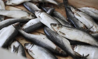 Nu rödlistar WWF strömming fiskad i Östersjön. @