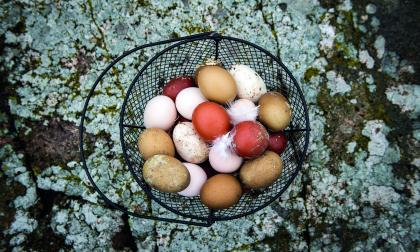 Höns som får fiskmjöl i fodret producerar ägg med högre gifthalter.