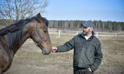Travhäst, häst, Timorol, Ulf Eriksson@Foto:Hülya Tokur-Ehres