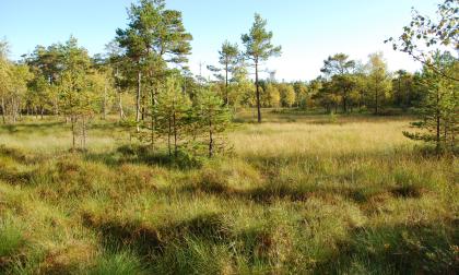 Myrmark och skog kan vara skyddsvärda och omfattas av programmet för frivilligt biotopskydd. 