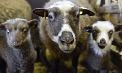 När lammen blivit lite större släpps de ut i en lammkammare, dit de vuxna fåren inte slipper. Där finns mat och hinkar med flera nappar så tackorna får lite avlastning.