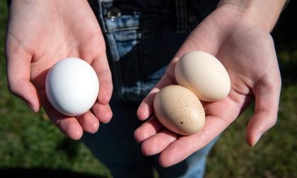 Spolmask kan ta sig över i äggen, men det är mycket ovanligt.