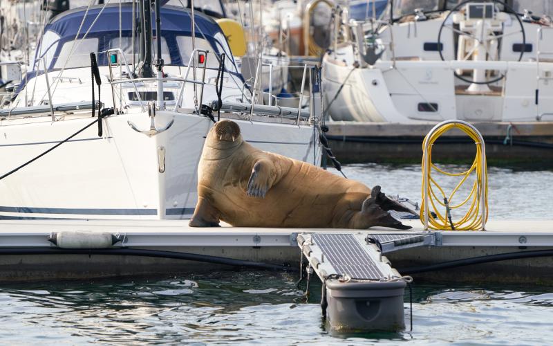 Oslo, Norway - July 20, 2022  Female walrus known as "Freya" probably left Svalbard alone in 2019 and stayed in Oslo between July 17. and July 21. 2022. She is approximately 5 years old.