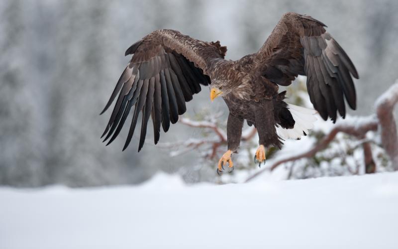 White-Tailed Eagle landing in the wild.