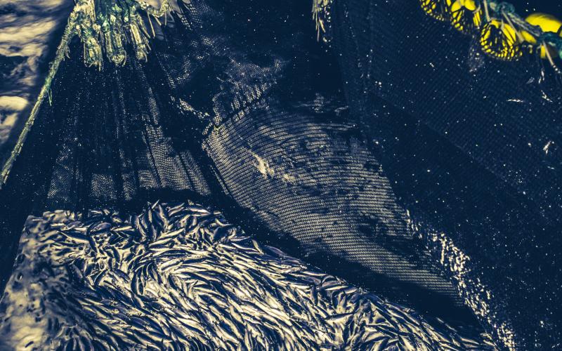 Industrial fishing in action: herrings caught in the net