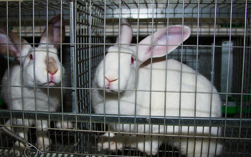 Rabbits in a cage on the farm