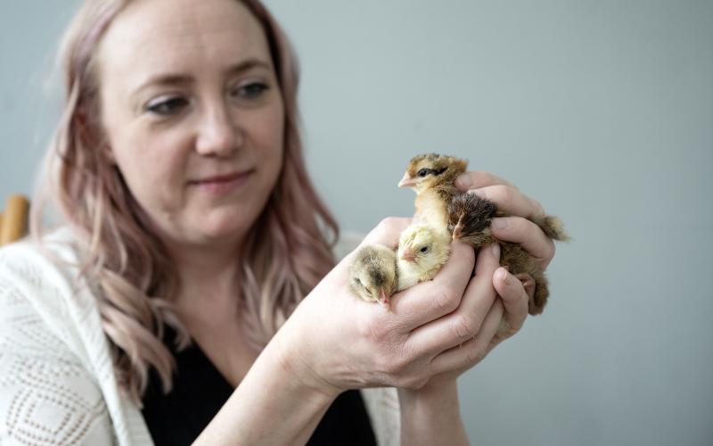 Kyckling, påsk, nykläckta kycklingar, Malin Rundberg