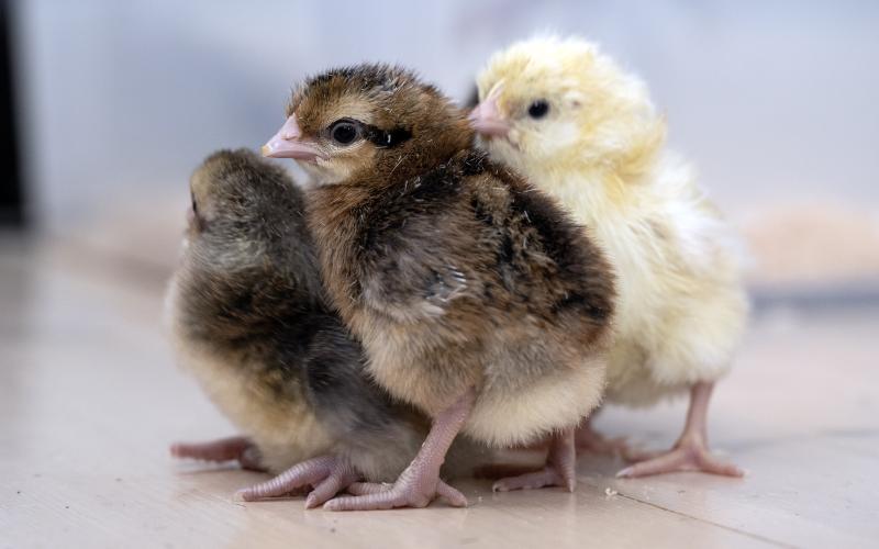Kyckling, påsk, nykläckta kycklingar