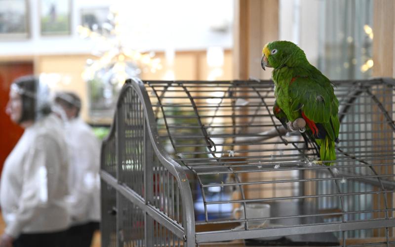 Till och med Rosengårds egna papegoja tycktes njuta av personalens uppträdande.