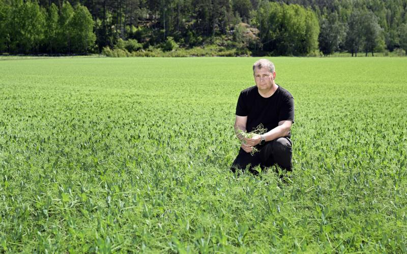 Jonas Lönnblad odlar i år ärtor för sjätte året i rad.