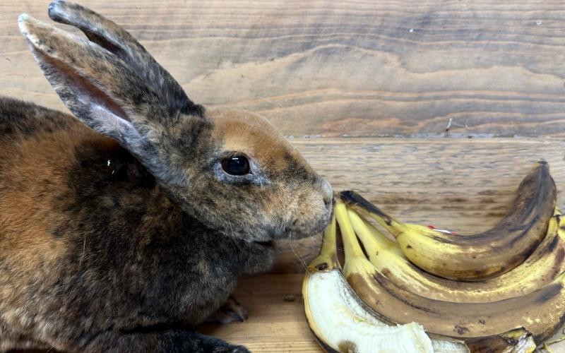 Folva kommer från Gotland och älskar bananer. Det är en delikatess för kaniner.