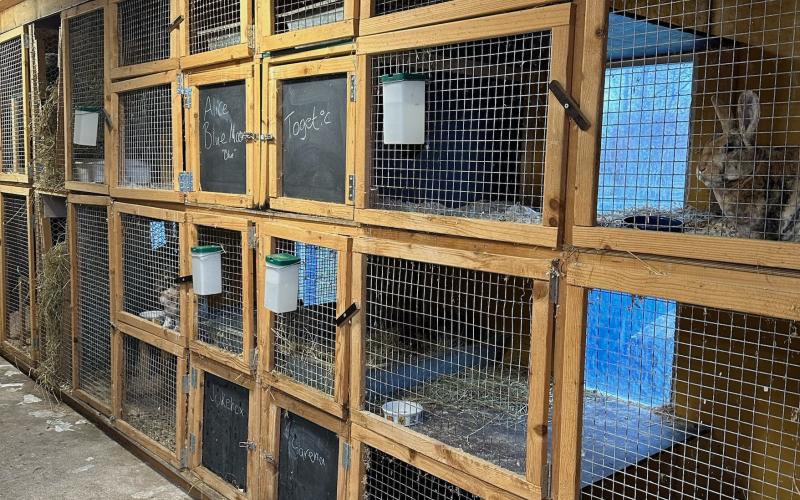 Kaninerna bor i platsbyggda burar. I dag är det fullt hus, men Chris Marins hoppas på att en dag kunna bygga ut.