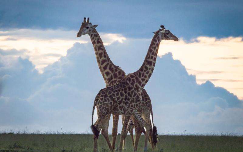 De ståtliga giraffernas resliga lekamen tornar upp mot horisonten vid morgonens första strålar.