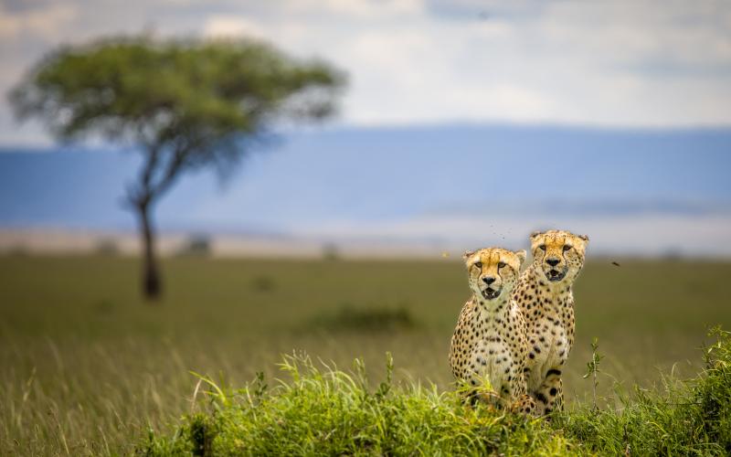 Gepardbröderna spanar över slätten efter möjligt byte. De äter oftast var tredje dag, det vill säga om de lyckas med jakten.