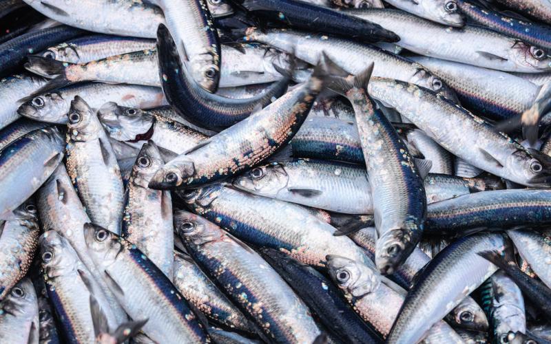 EU-kommissionen tar i ordentligt i sitt förslag till fiskekvoter i Östersjön för 2024, och det är lätt att förstå kritiken mot de tvära kasten i fiskepolitiken.