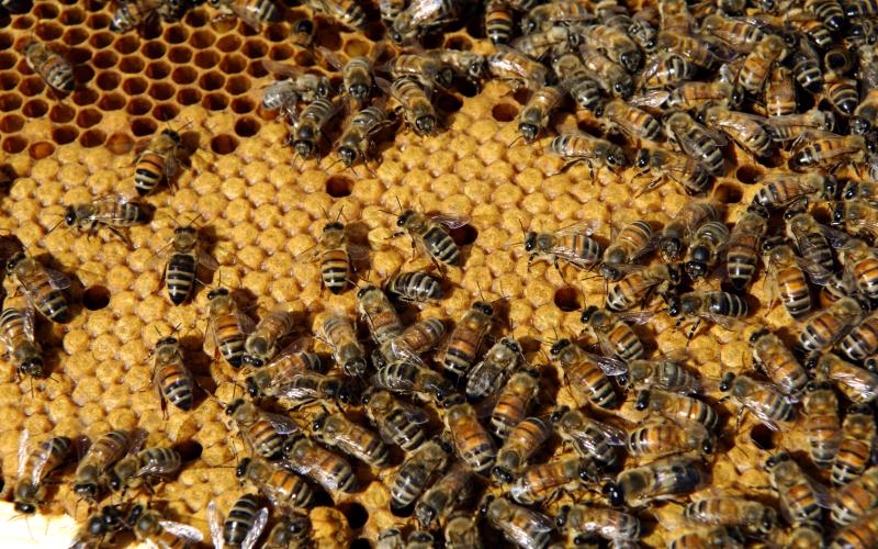 Springor i kupan täcker bina med ett naturligt antibiotika som hittas i vissa växter, dessutom håller de väldigt rent. I en bikupa är det mer sterilt än i ett sjukhus.