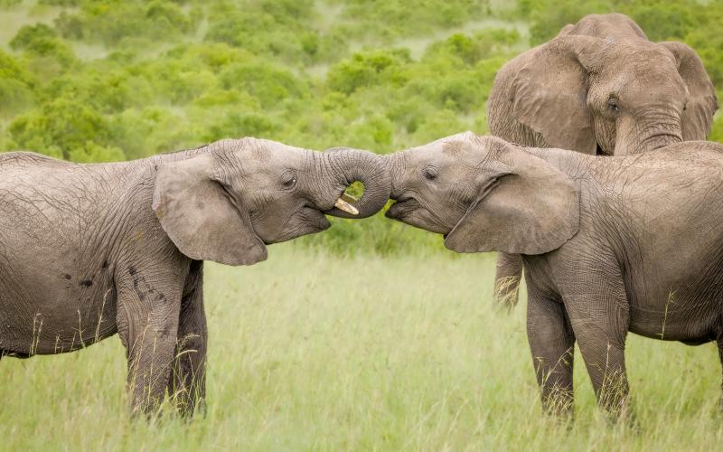 Dessa elefantungar tycker uppenbarligen mycket om varandra och ger varandra en kram under överinseende av modern.