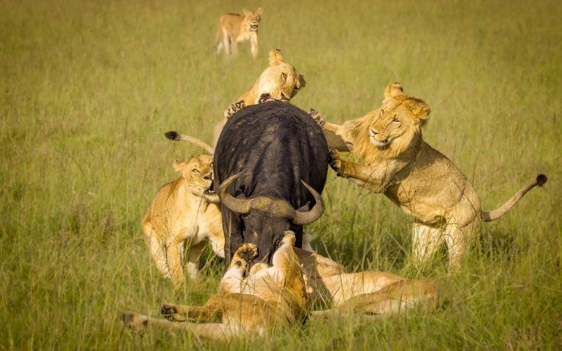 Att äta eller ätas, det är savannens lag. Här har lejonen samarbetat och lyckats nedlägga en stor afrikansk buffel.