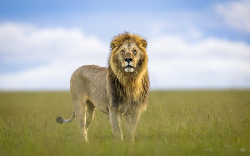 Kungen av savannen vakar över sitt rike.