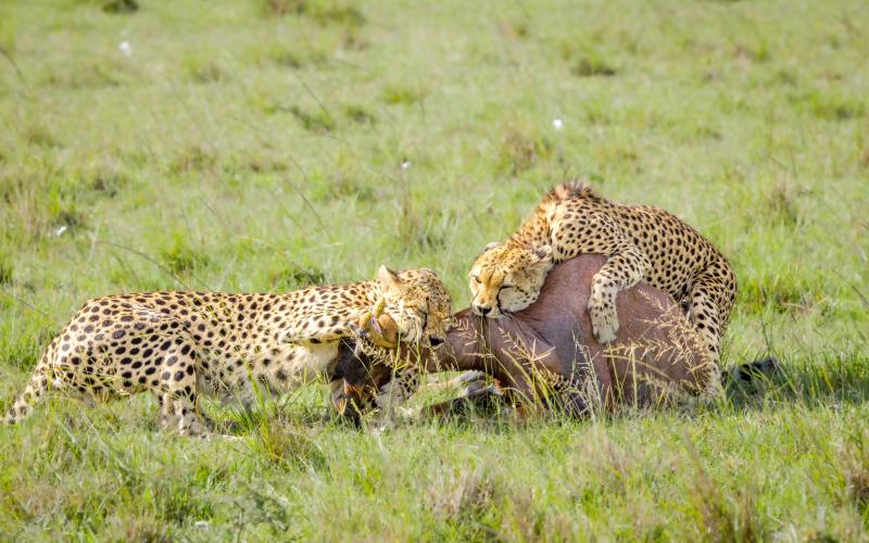 De två geparderna, även kända som “Bröderna”, jagar i par. Deras specialitet är topiantilopen. Denna antilop är egentligen onödigt stor för geparden, men de började jaga den då det var fem bröder som hjälptes åt. De fortsätter fast de är bara två kvar.