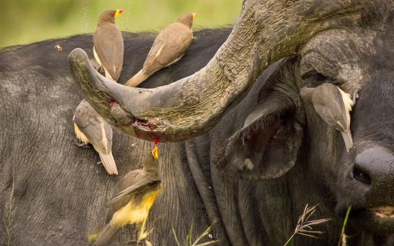 Den afrikanska buffeln får hjälp av oxhackare med att hantera parasiter som bor på deras kroppar. Dessa fåglar tycker även om att hålla sår öppna så de kan dricka buffelns blod. 
