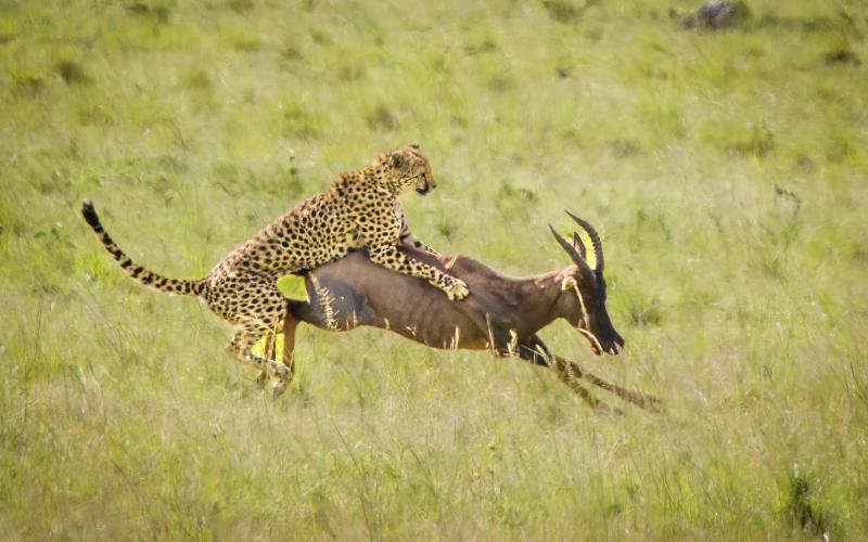De två geparderna, även kända som “Bröderna”, jagar i par. Deras specialitet är topiantilopen. Denna antilop är egentligen onödigt stor för geparden, men de började jaga den då det var fem bröder som hjälptes åt. De fortsätter fast de är bara två kvar.