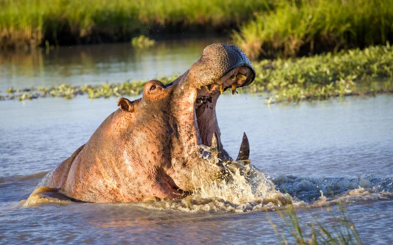 De tillsynes lugna flodhästarna hör till de djur som är farligast för mänskan på savannen.