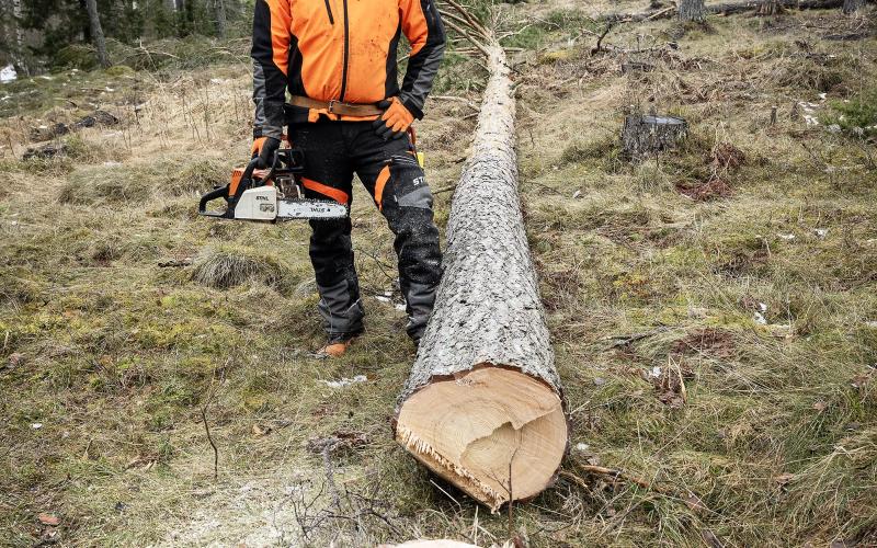 Jonas Karlsson har fällt ett träd med hjälp av tekniken han lärt sig på motorsågskursen.