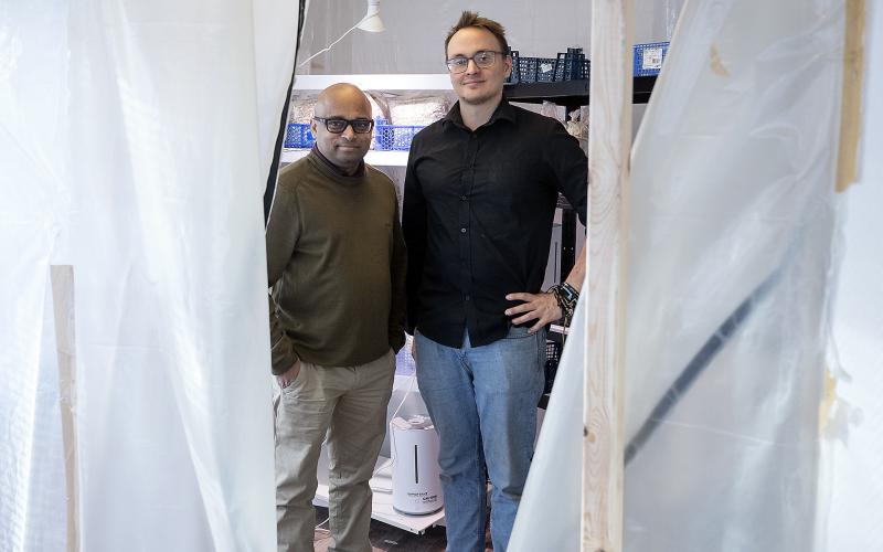 Fredrik Hassel och Poppe Mäkäräinen får snart en container för svampodlingen. Nu odlas den i en inplastad del av kontoret.