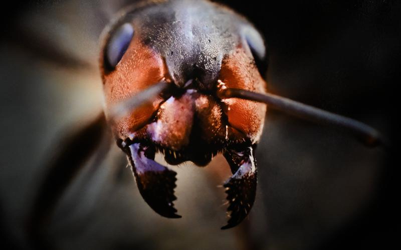 Med hjälp av sig makroobjektiv har Gunnar Sjöblom kunnat ta extrema närbilder på myrorna.