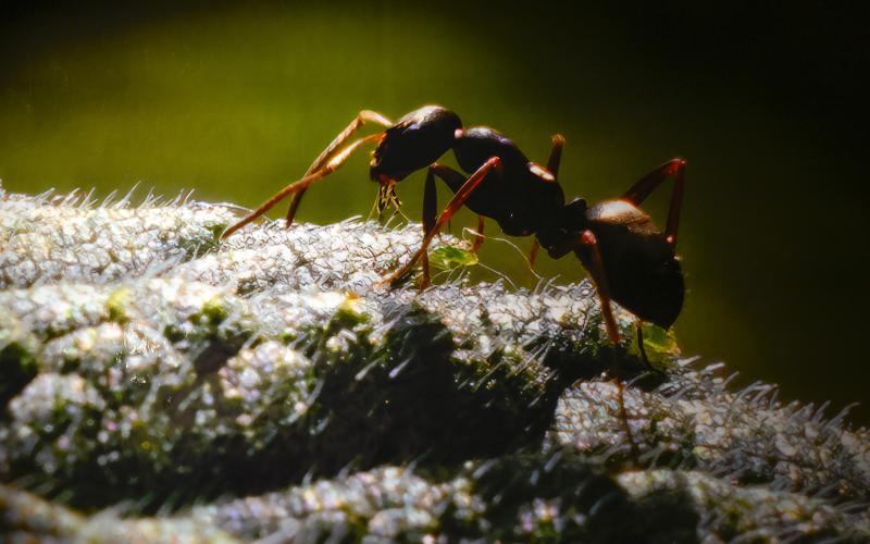 Nere på en myras nivå ter sig naturen främmande och utomjordisk.