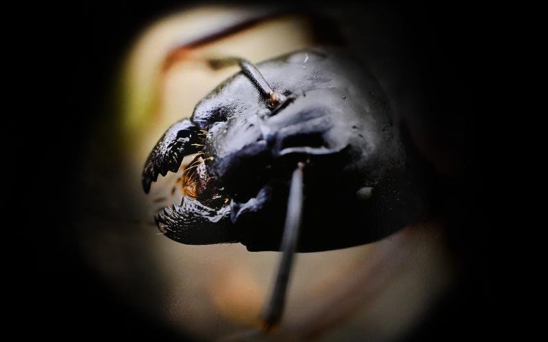 ”Det är tur att myrorna är så små som de är”, säger Gunnar Sjöblom.