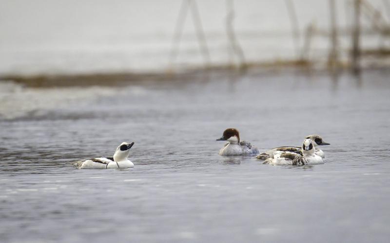 En grupp salskrakor med både ungfågel och en hona simmar runt i mynningen till kanalen.