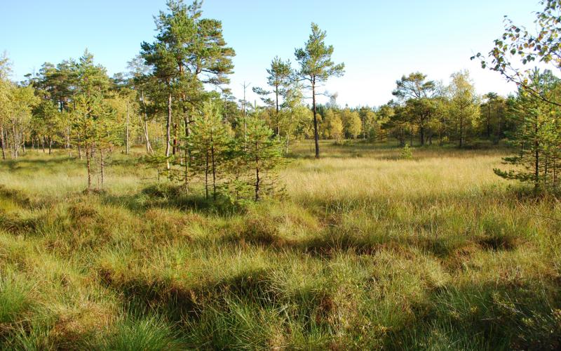 Myrmark och skog kan vara skyddsvärda och omfattas av programmet för frivilligt biotopskydd. 