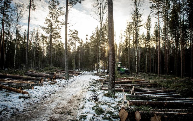 De nyaste skogsmaskinerna hjälper enligt Kennet Berndtsson till att gallra skog på ett mer hållbart sätt.