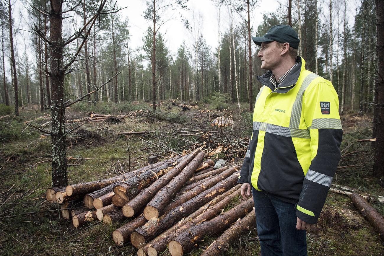Skog, skogshuggning, Rundbergs, Våta skogsmarker, Oskar Qvarnström