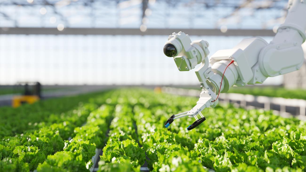 Automation and robotics in hydroponic farming