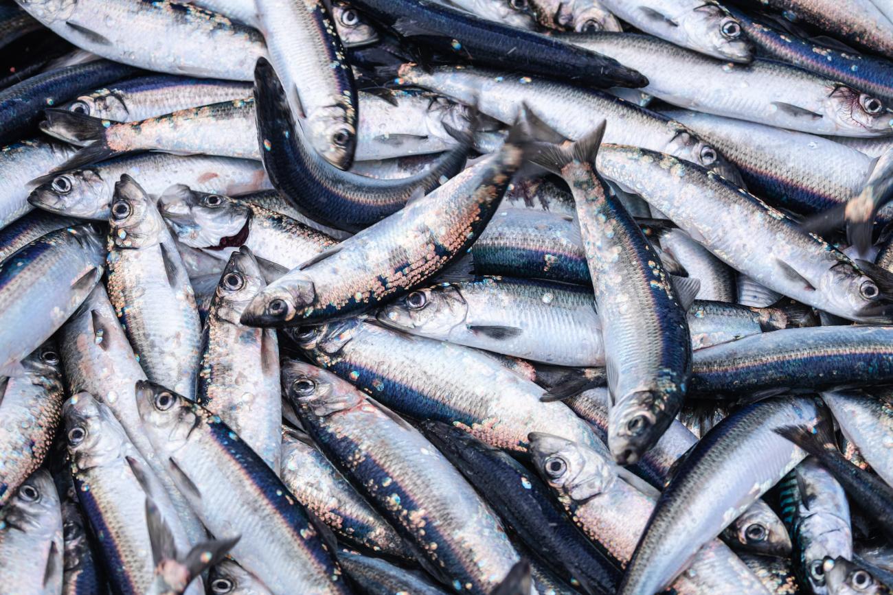 EU-kommissionen tar i ordentligt i sitt förslag till fiskekvoter i Östersjön för 2024, och det är lätt att förstå kritiken mot de tvära kasten i fiskepolitiken.